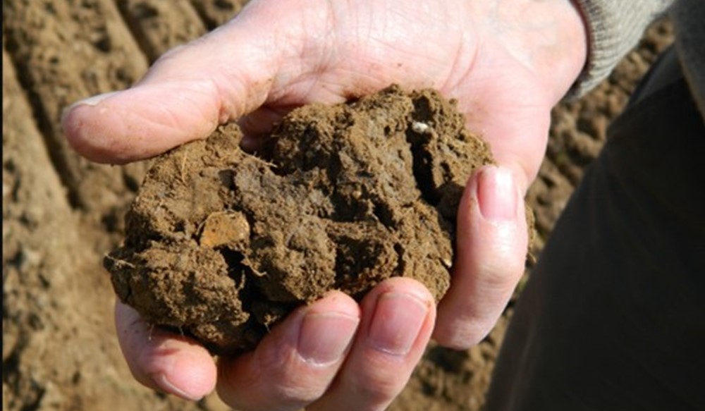 A hand holding soil aggregate.
